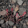 Determined Flowers, Mount Etna, Sicily